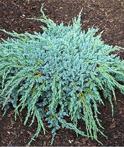Juniperus squamata 'Blue carpet'