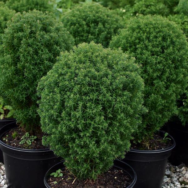 Thuja occidentalis 'Teddy'