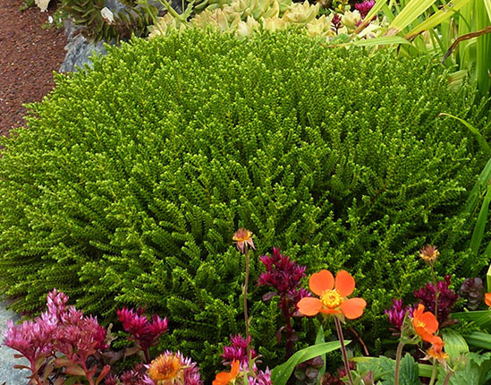 Hebe 'Emerald gem'