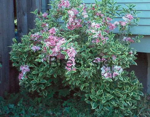 Weigela florida 'Variegata'
