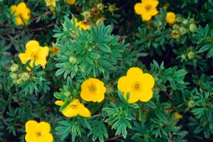 Potentilla fruticosa 'Goldfinger' 9x9cm