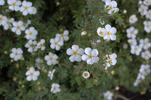 Potentilla fruticosa  ´Abbotswood´