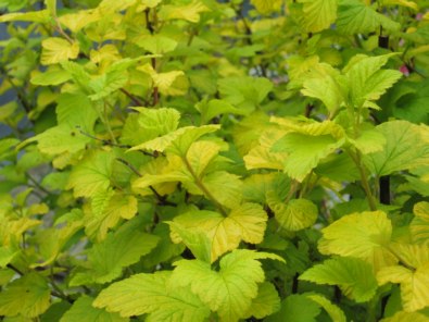 physocarpus opulifolius luteus