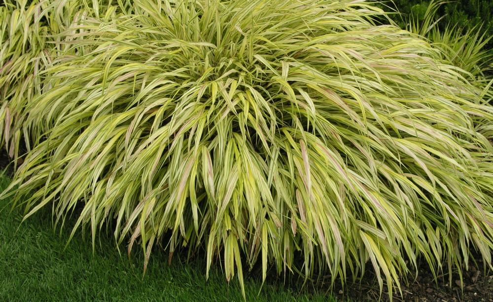 Hakonechloa macra 'Aureola'