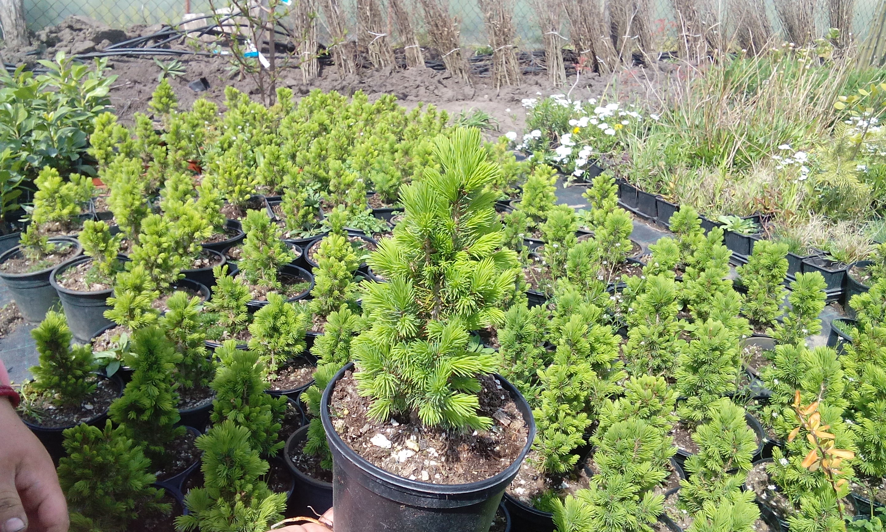 Picea glauca 'Conica' 