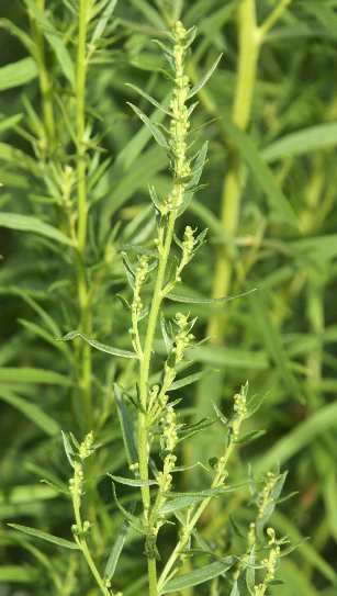 Artemisia dracunculus