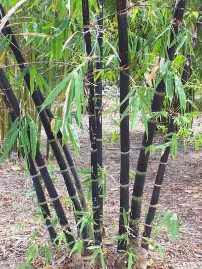 Bambusa nigra