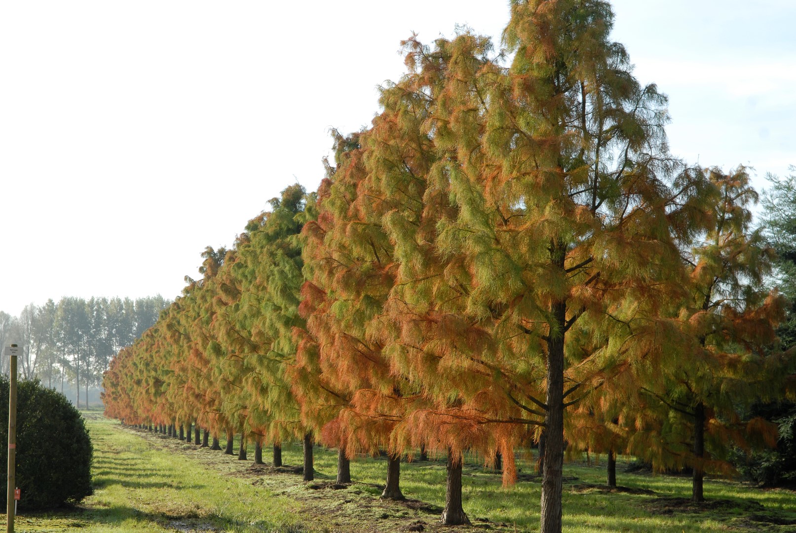 Taxodium ascendens 'Nutans'