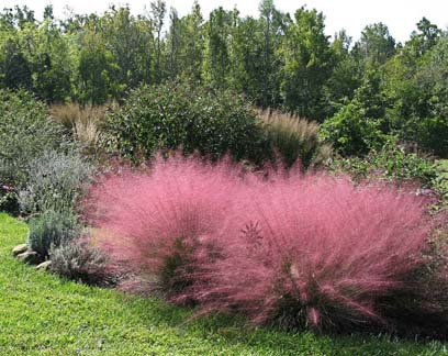 Muhlenbergia capillaris