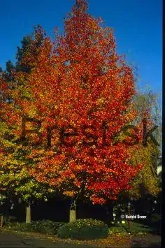 Liquidambar styraciflua  180+