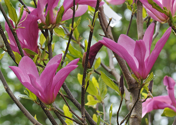 Magnolia Susan