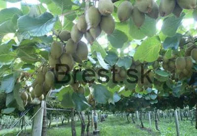 Actinidia deliciosa 'Hayward' + Samec