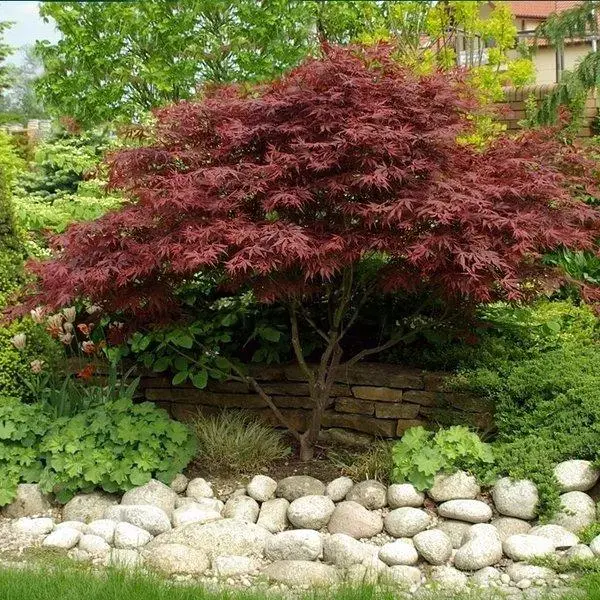 Acer palmatum 'Atropurpureum' 9cm