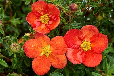 Potentilla fruticosa Red Ace