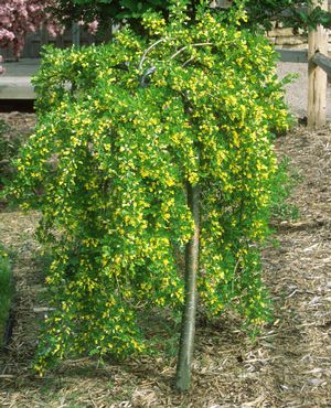 CARAGANA arborescens 'Pendula'