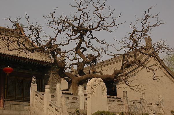 Sophora japonica 'Pendula'  