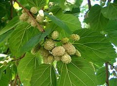 MORUS alba 'Eldorado'