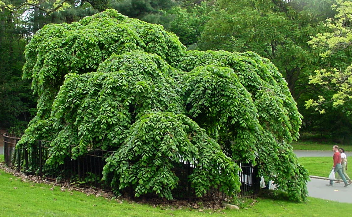 ULMUS glabra 'Camperdownii'