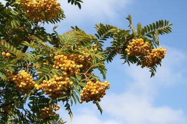 SORBUS a. 'Golden Wonder'