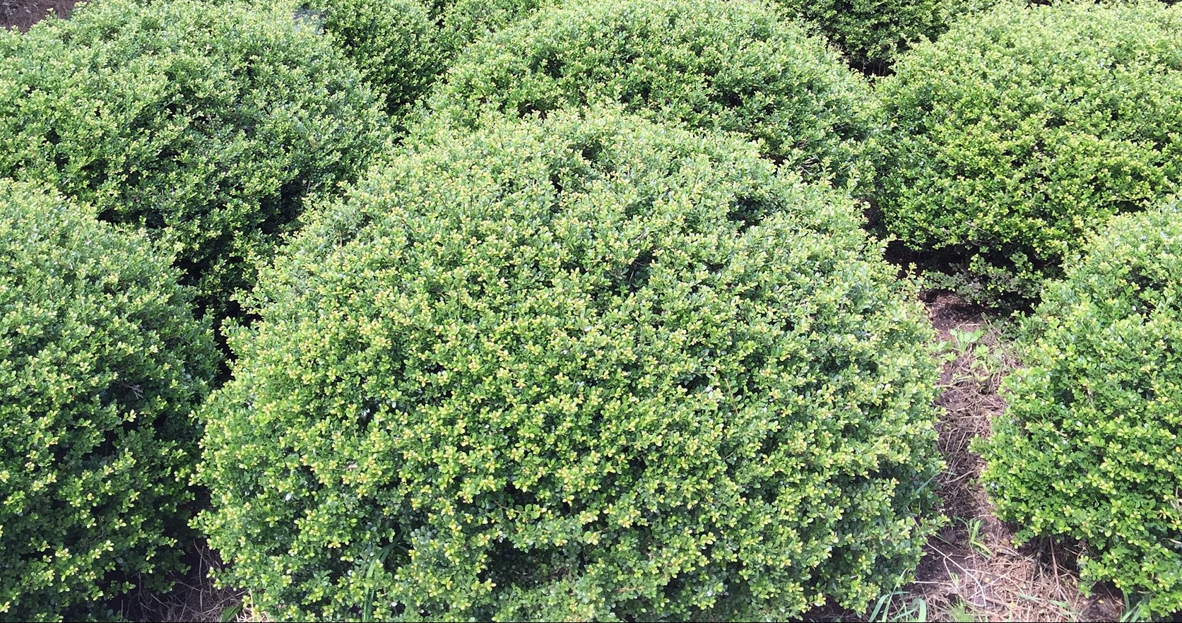 Ilex crenata 'glory gem'