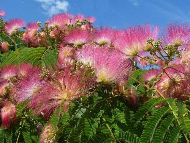 Albizia julibrissin Ombrella   80-120cm
