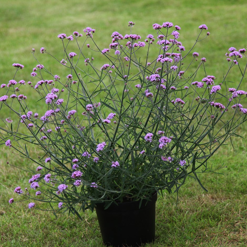Verbena bonariensis Lollipop