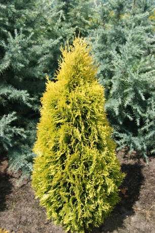THUJA occidentalis 'Holmstrup Yellow' 