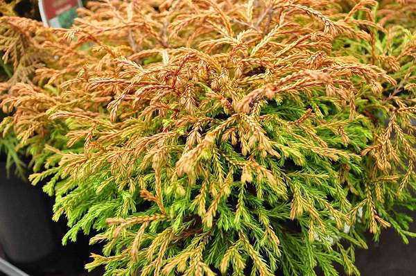 Thuja occidentalis Golden Tuffet