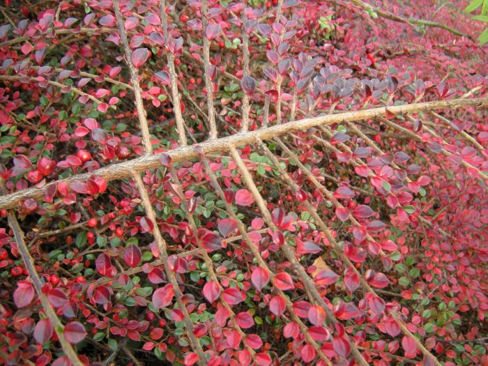 Cotoneaster horizontalis