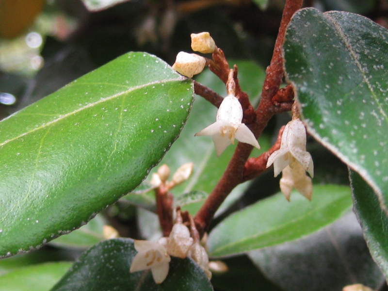 Elaeagnus ebbingei