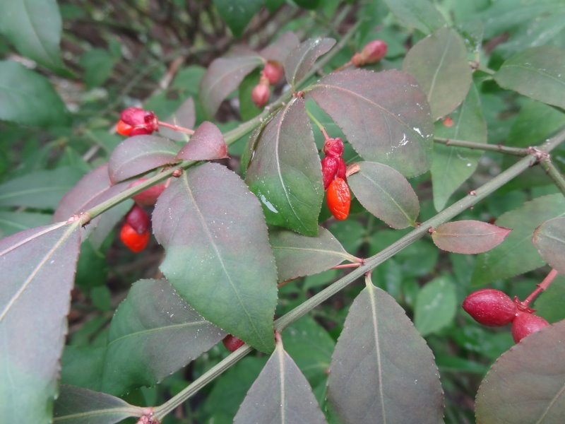 Euonymus alatus 'Compactus'