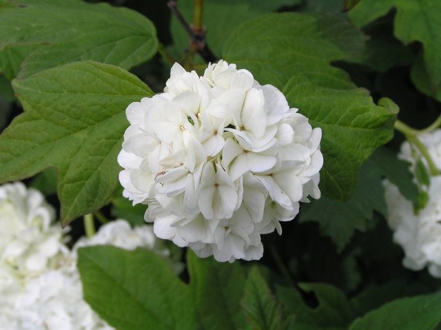 Viburnum opulus 'Roseum'
