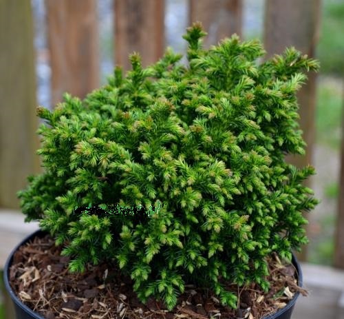 Cryptomeria japonica 'Green Pearl'