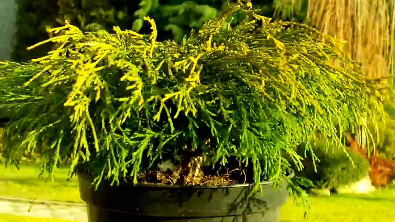 Chamaecyparis pisifera 'Sungold'