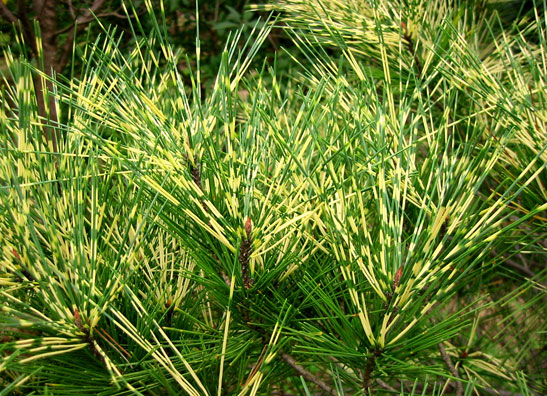 Pinus densiflora Oculus-draconis
