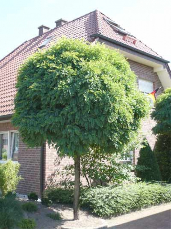 Robinia ps. 'Umbracculifera'