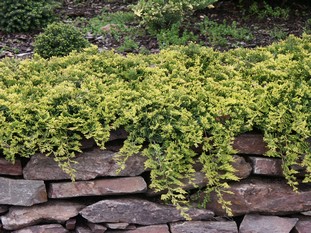 Juniperus horizontalis 'Golden Carpet'