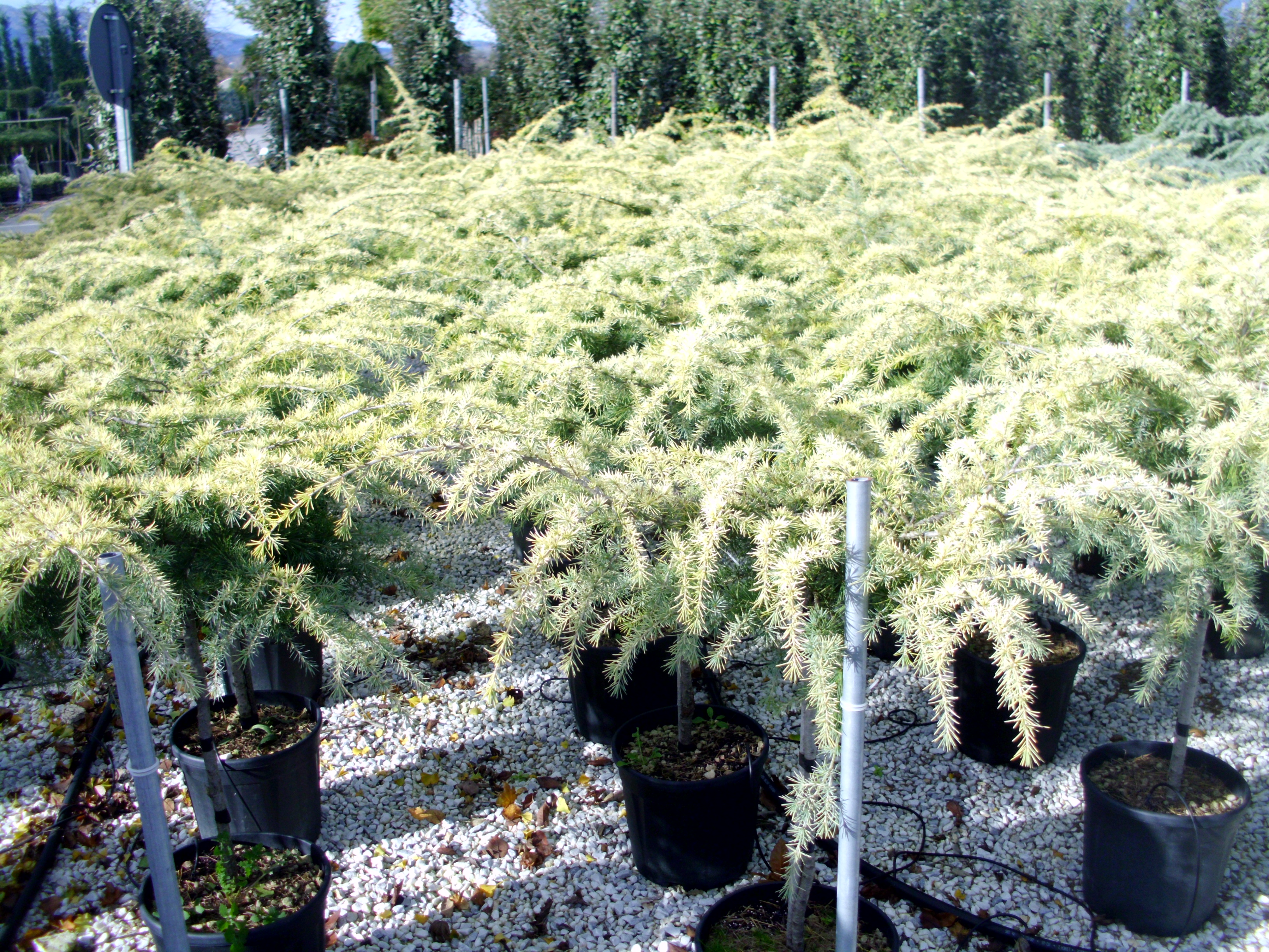 CEDRUS DEO. GOLDEN HORIZONT
