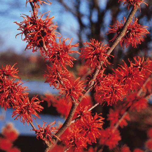 Hamamelis 'Diane'