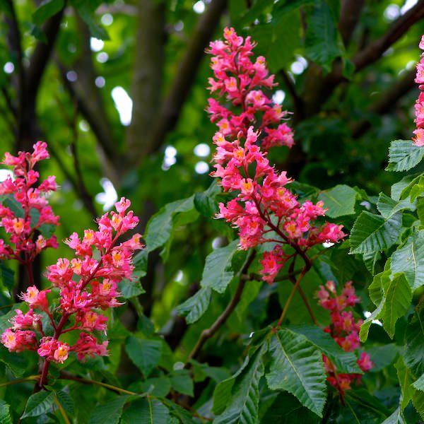 Aesculus × carnea 'Briotii'