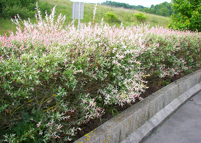 Salix integra 'Hakuro-Nishiki' 100cm kmienok