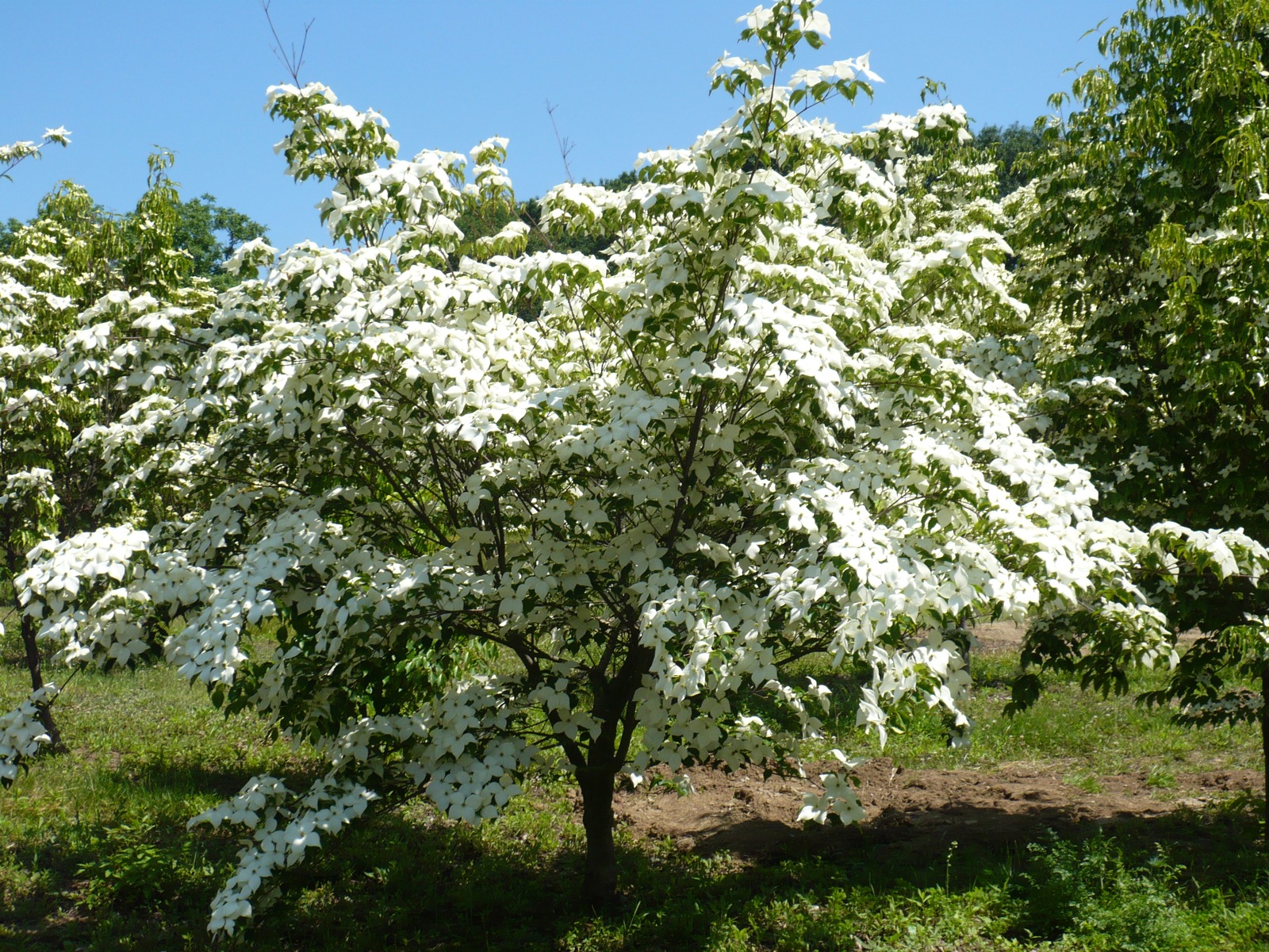 Cornus kousa 'Chinensis'