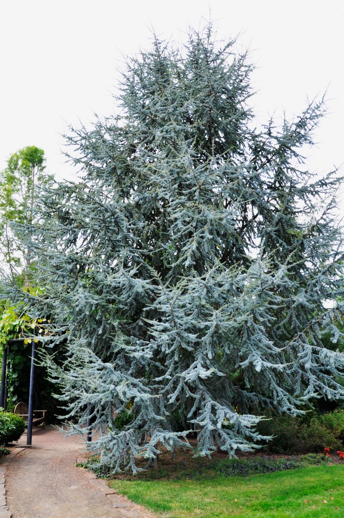 Céder atlantský 'Glauca' 120cm