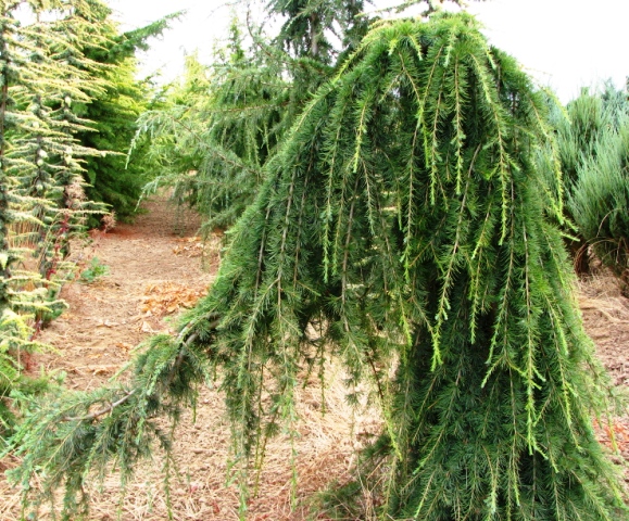 Céder himalájsky 'Pendula'. Extra