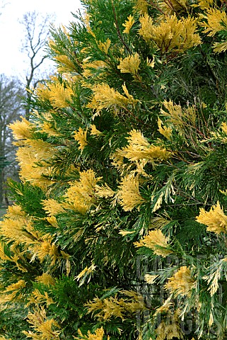 Cédrovec zbiehavý 'Aureovariegata'