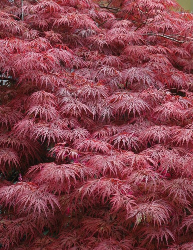 Acer dissectum 'Garnet' 50 cm kmeň
