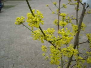 Cornus mas 'Jolico'