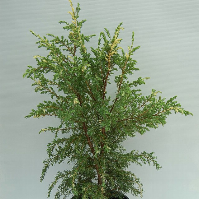 Borievka obyčajná 'Hibernica Variagata'