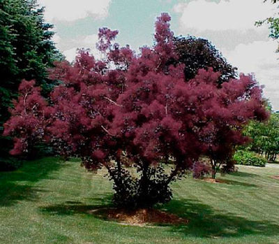 Škumpa vlasatá 'Royal Purple' extra