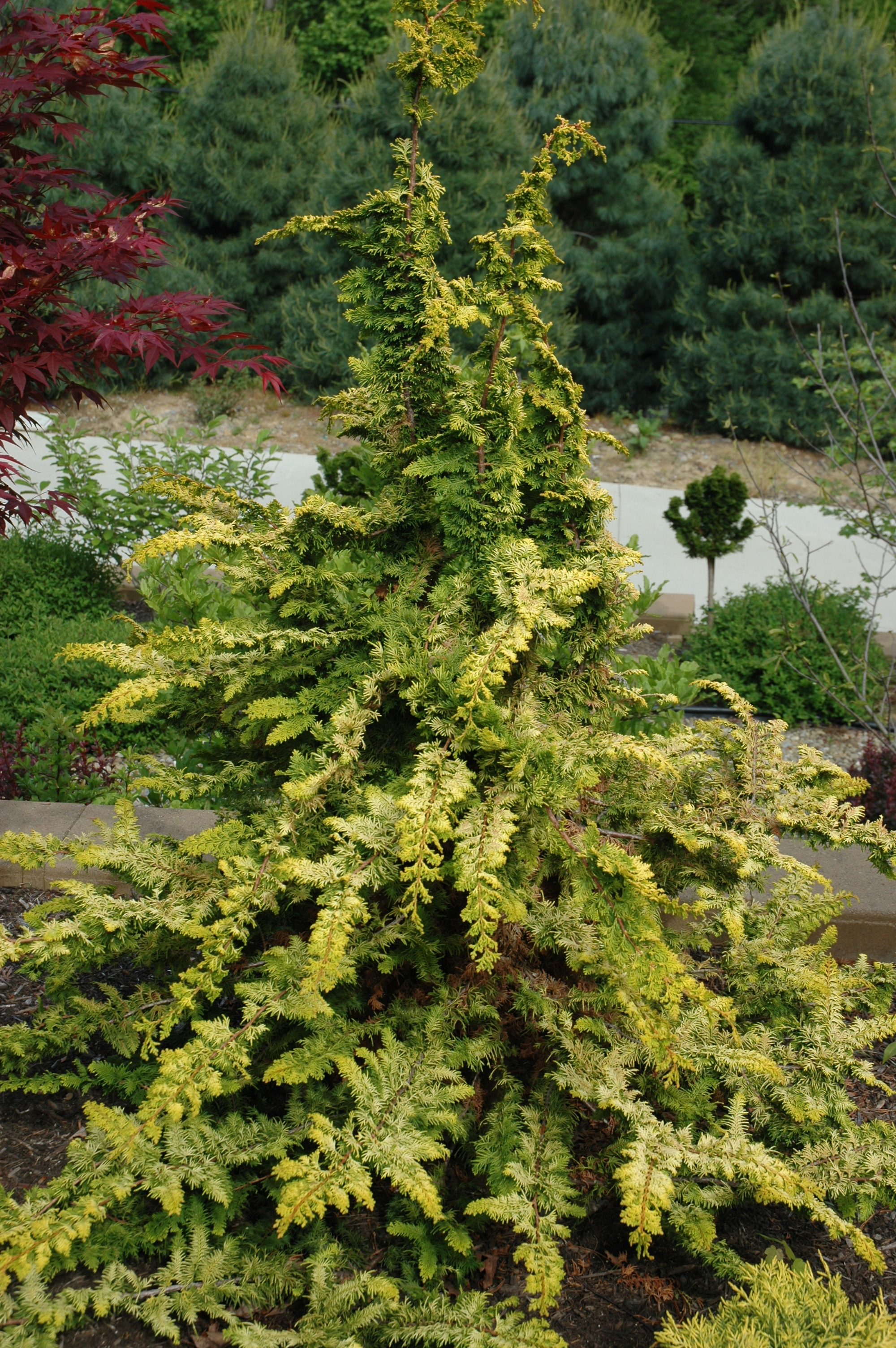 Cypruštek tupolistý 'Fernspray Gold'